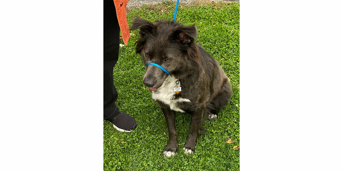 Pets blessed in honor of St. Francis