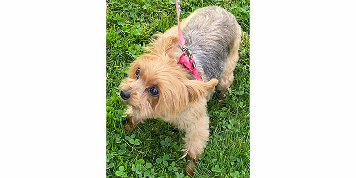 Pets blessed in honor of St. Francis